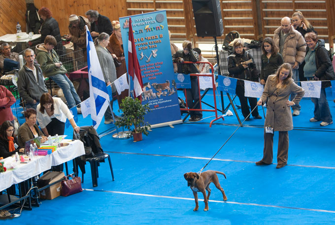 イスラエルの犬事情 藤田りか子 | 犬曰く