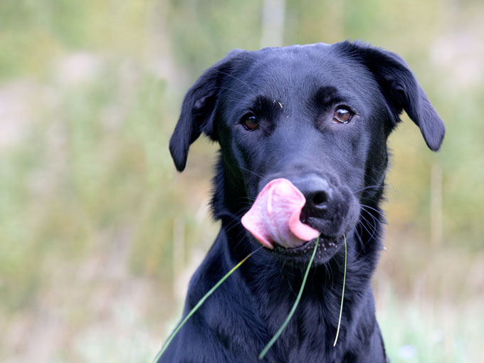 なぜ草を食べる 犬の問題行動 藤田りか子 犬曰く