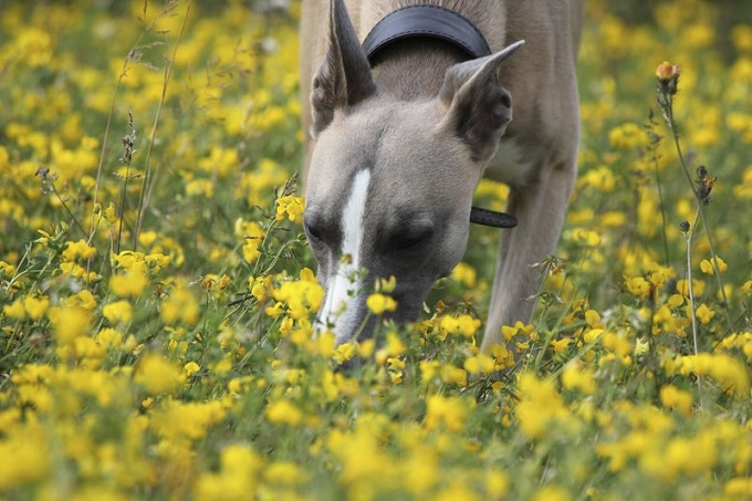 犬は匂いからのイメージを脳裏に描いている 尾形聡子 犬曰く