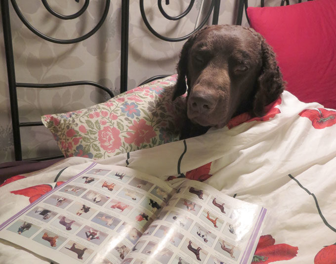 Image result for german shorthaired pointer 犬 明るい