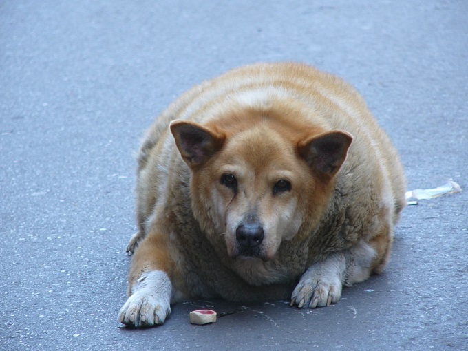 性格も影響 肥満の犬と人は食べ物選択の嗜好が似ている 尾形聡子 犬曰く