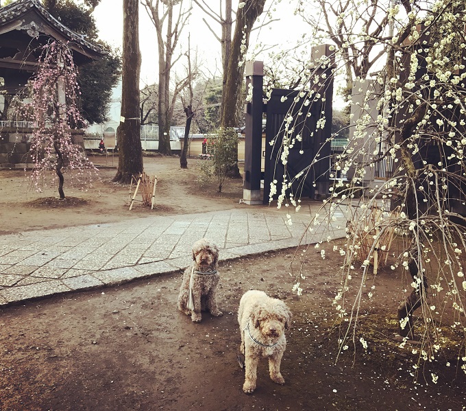 もし愛犬の目が見えなくなっても 散歩に行けると思いますか 尾形聡子 犬曰く