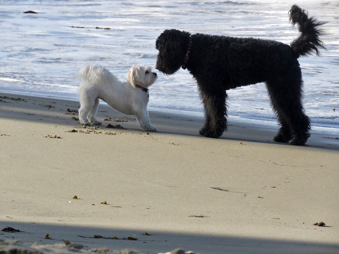 体の大きい犬ほど賢い 犬の知能は脳の大きさによって違うのか 尾形聡子 犬曰く