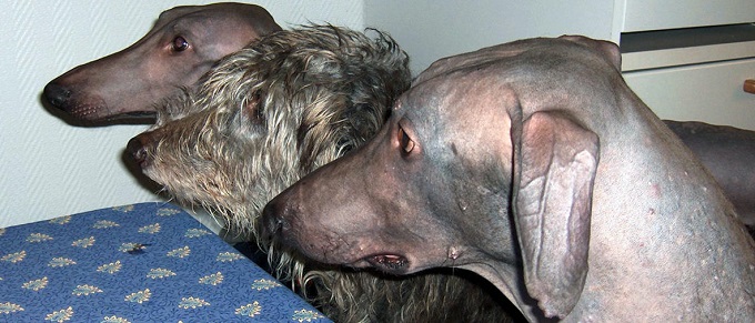 望まれるヘアレスも望まれないヘアレスも遺伝子が決めている 尾形聡子 犬曰く