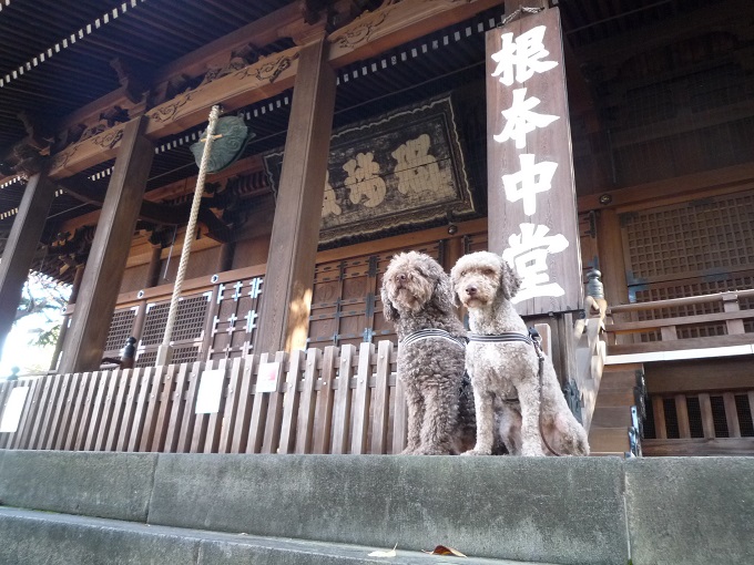 よくわかる犬の遺伝学 健全性から毛色まで、知って役立つ遺伝の法則 尾形聡子 よくわかる 犬の遺伝学: 健全性から毛色まで、知って役立つ遺伝