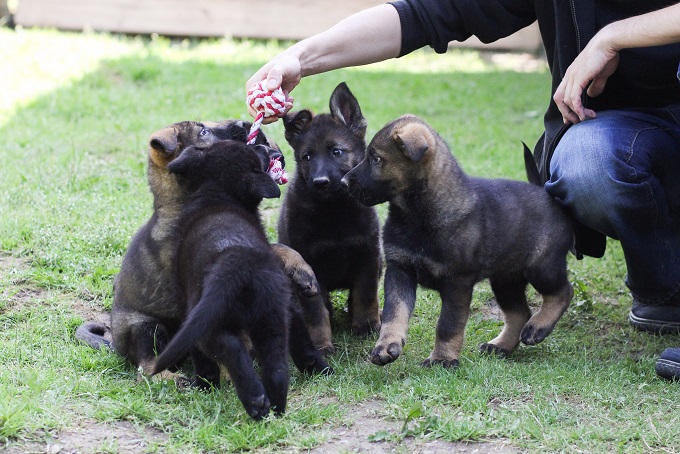 母親の年齢が生まれてくる子犬の性比に大きく影響 ジャーマン シェパードの場合 尾形聡子 犬曰く