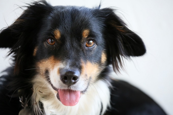 犬は人と同じように目の錯覚に惑わされてる 尾形聡子 犬曰く