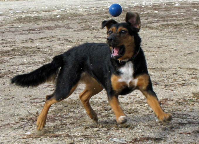 ペットがのどを詰まらせたらどうする 気道異物除去について サニーカミヤ 犬曰く